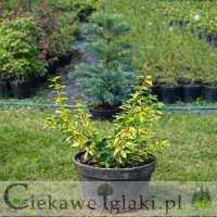 Trzmielina Fortune'a Sunspot