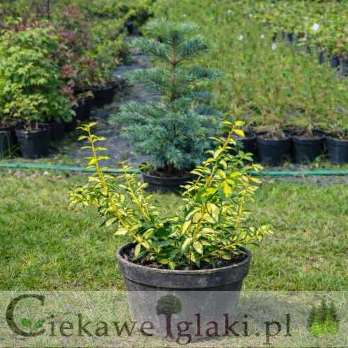 Trzmielina Fortune'a Sunspot