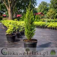 Żywotnik zachodni Aureospicata