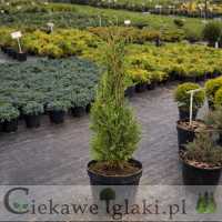 Żywotnik zachodni Brabant 