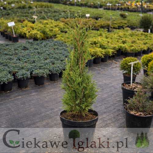 Żywotnik zachodni Brabant.jpg