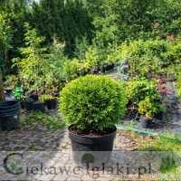 Żywotnik zachodni Danica