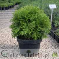 Żywotnik zachodni Globosa