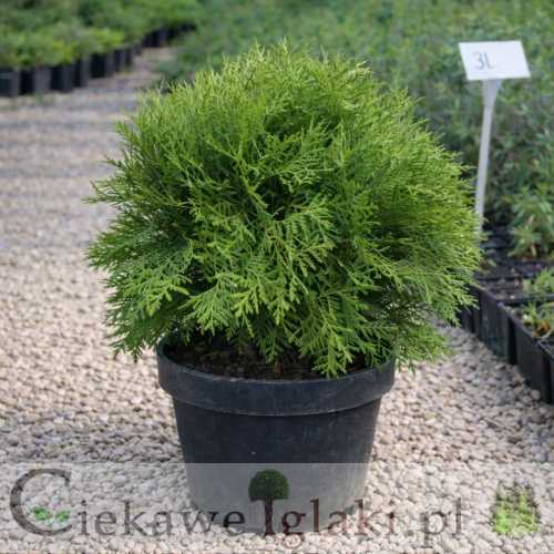 Żywotnik zachodni Globosa.jpg