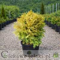 Żywotnik zachodni Golden Globe 