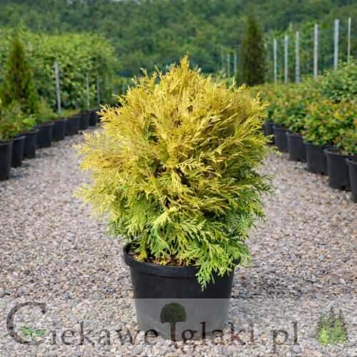 Żywotnik zachodni Golden Globe.jpg