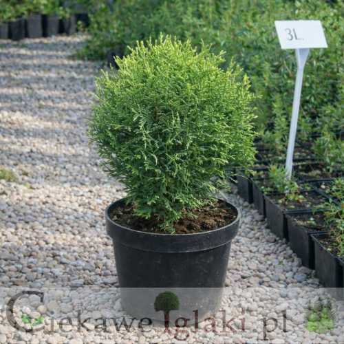 Żywotnik zachodni Hoseri.jpg