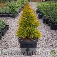 Żywotnik zachodni Janegold