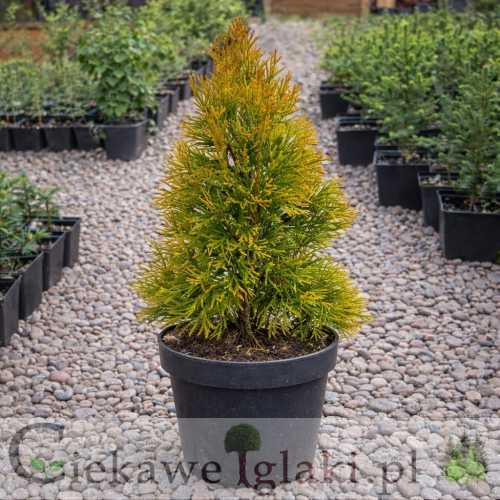 Żywotnik zachodni Janegold.jpg