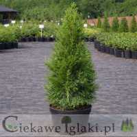 Żywotnik zachodni Smaragd