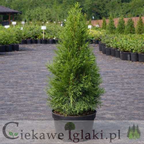 Żywotnik zachodni Smaragd 2.jpg