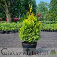 Żywotnik zachodni Sunkist