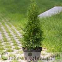 Żywotnik zachodni Smaragd  