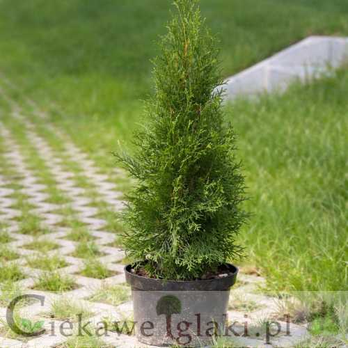 Żywotnik zachodni Smaragd.jpg