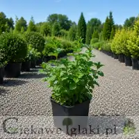 Mięta pieprzowa 