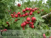 Głóg dwuszyjkowy