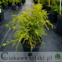 Cyprysik groszkowy Sungold