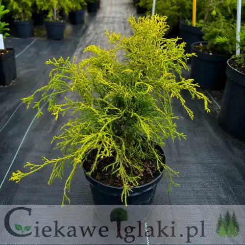 Cyprysik groszkowy Sungold