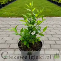 Forsycja pośrednia Spring glory