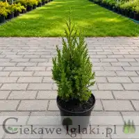 Jałowiec chiński Stricta