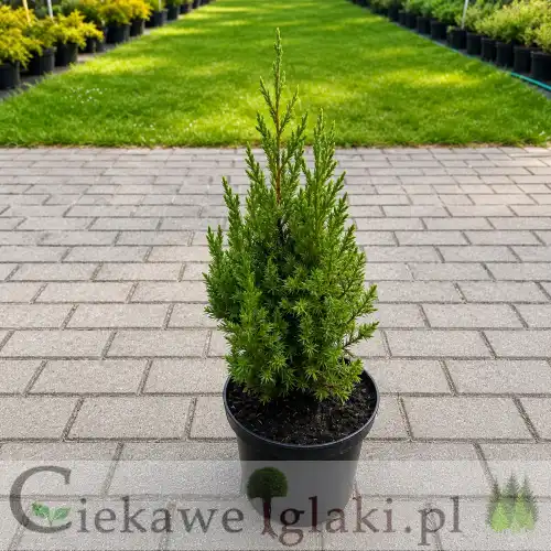 Jałowiec chiński Stricta