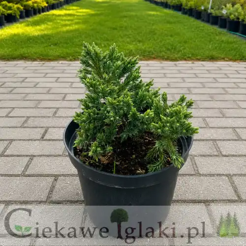 Jałowiec łuskowaty Blue Star to karłowy iglak o zwartym pokroju i srebrzystoniebieskich igłach. Idealny do skalniaków, rabat, donic oraz nowoczesnych aranżacji ogrodowych.