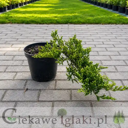 Jałowiec płożący Prince of Wales – zimozielony iglak do ogrodu i na skalniaki