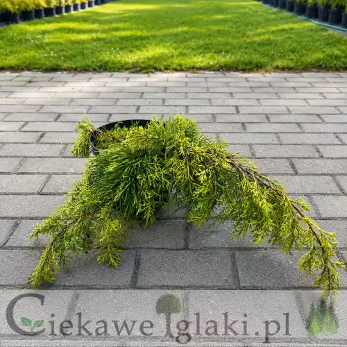 Jałowiec pośredni Gold Star