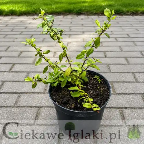 Ognik szkarłatny Orange Glow – zimozielony krzew ozdobny o pomarańczowych owocach