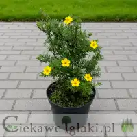 Pięciornik krzewiasty Chilo