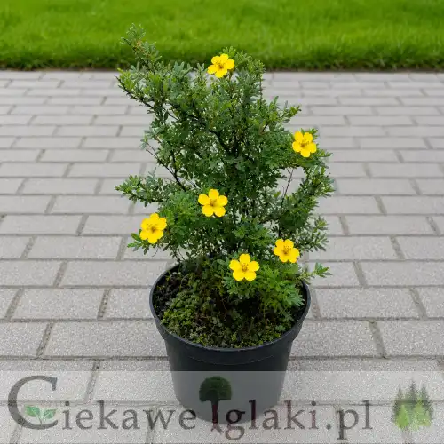 Pięciornik krzewiasty Chilo