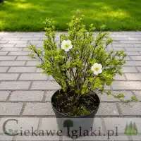 Pięciornik krzewiasty Snowbird 