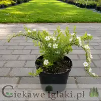 Tawuła szara Grefsheim 