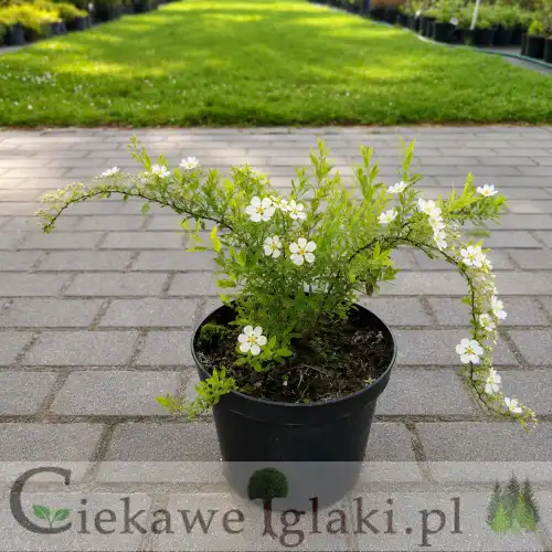 Tawuła szara Grefsheim 