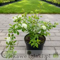 Tawuła van Houtte'a