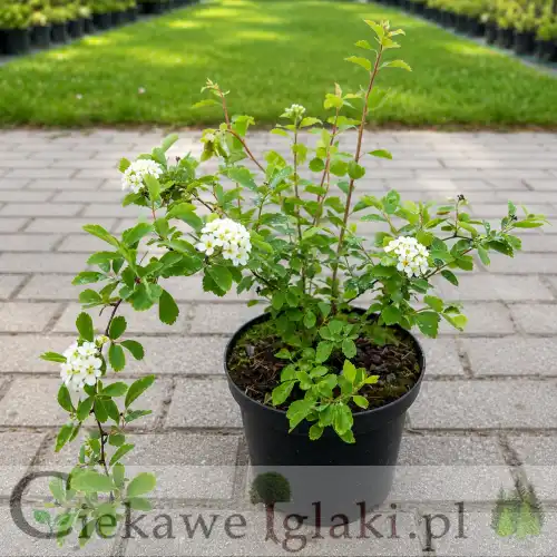 Tawuła van Houtte'a 2.jpg