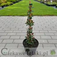 Wiciokrzew Browna Dropmore Scarlet 