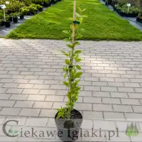Wiciokrzew pomorski Serotina