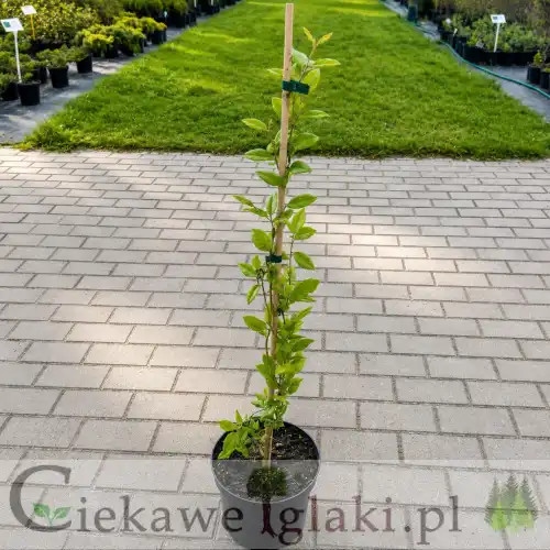 Wiciokrzew pomorski Serotina