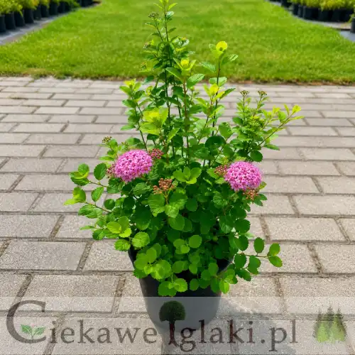 Tawuła gęstokwiatowa