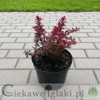 Berberys Thunberga Atropurpurea Nana
