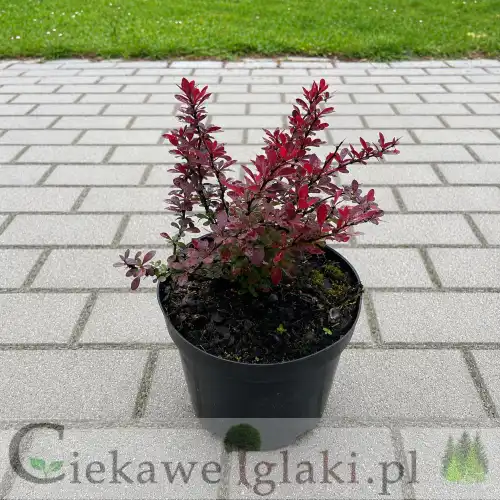 Berberys Thunberga Atropurpurea Nana