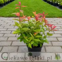 Tawuła japońska Macrophylla