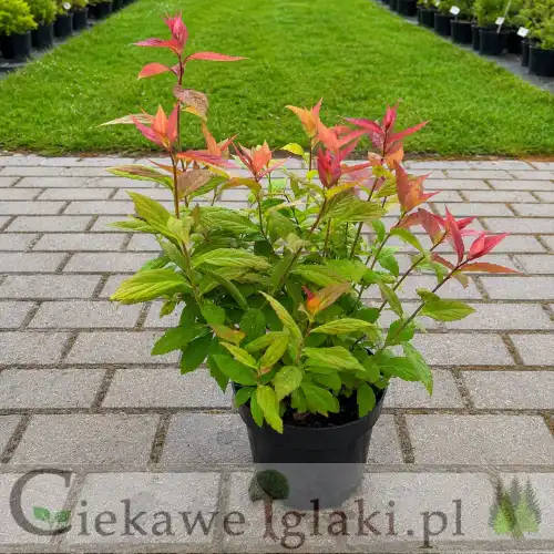 Tawuła japońska Macrophylla
