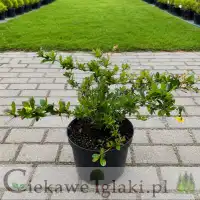 Berberys pośredni Parkjuweel 
