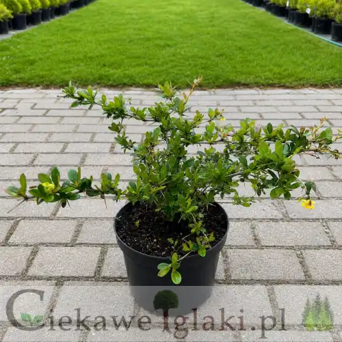 Berberys pośredni Parkjuweel 
