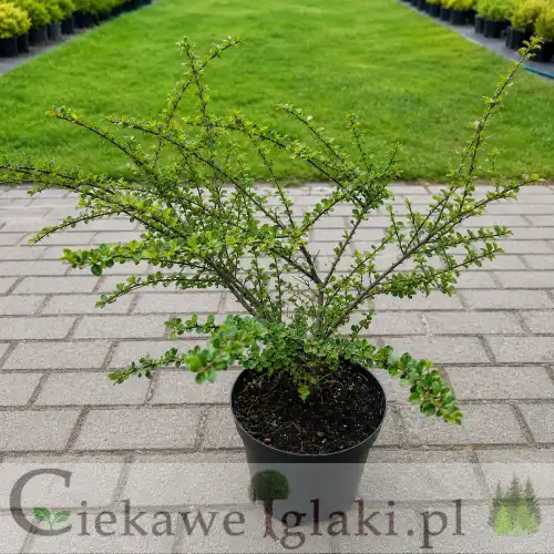Irga pozioma – Cotoneaster horizontalis, krzew okrywowy do ogrodu i na skarpy