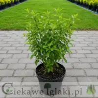 Dereń rozłogowy Kelseyi 