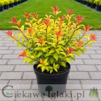 Tawuła japońska Goldflame