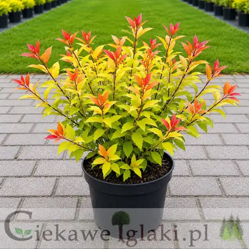 Tawuła japońska Goldflame